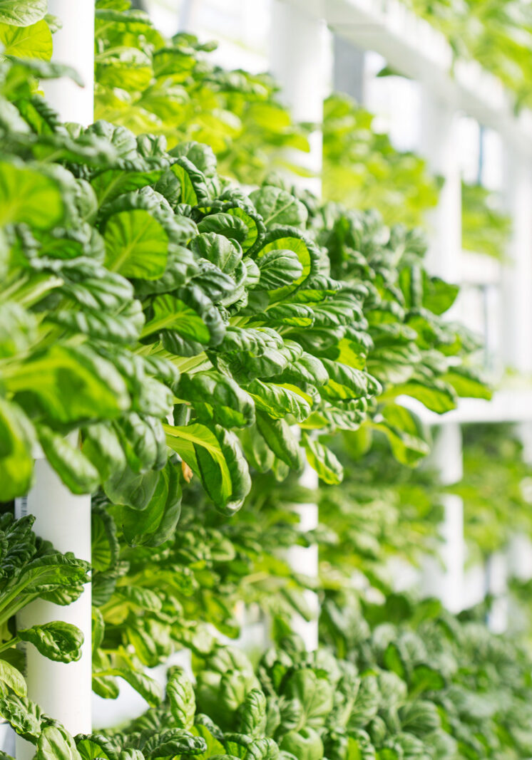 A vertical hydroponic basil farm, which maximises the usage of minimal space, as well as being incredible water efficient - a modern way of producing crops indoors.
